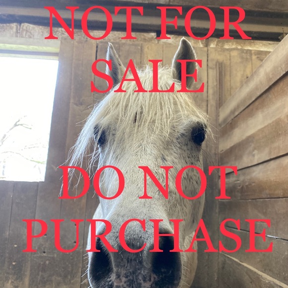 Ariat Pants - DO NOT PURCHASE ****** Ariat TriFactor Full Seat Equestrian Riding Breeches